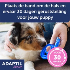 Adaptil Halsband - Junior -Huisdierbenodigdheden aKln5rnBRmAm6DSsJil7WMzLeFnBco metaQWRhcHRpbC1KdW5pb3ItY29sbGFyLUNhcm91c3NlbC01LmpwZw