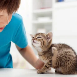 Beaphar Fiprotec Spray -Huisdierbenodigdheden beaphar fiprotec spray 213596 2000 none