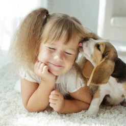 Beaphar Fiprotec Spray -Huisdierbenodigdheden beaphar fiprotec spray 213632 2000 none