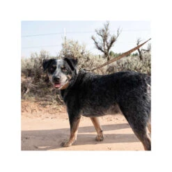 Carhartt Journeyman Leash -Huisdierbenodigdheden carhartt journeyman leash 187047 1000 none