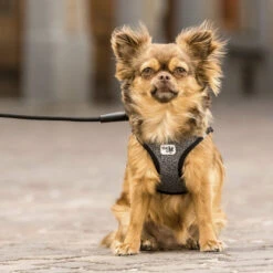 Curli Vest Harness Merino -Huisdierbenodigdheden curli vest harness merino black 175270 2000 none