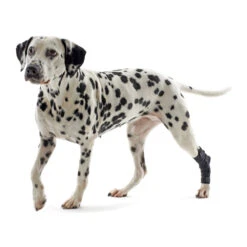 Kruuse Rehab Hakbeschermer -Huisdierbenodigdheden db71eec5e8ba1bad92943ea0e2726d05a6932cce474e33a26dd76e163f0568ca 3