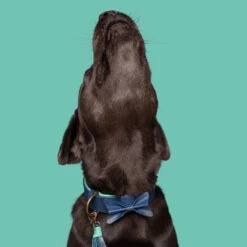 DWAM Halsband Buster -Huisdierbenodigdheden dwam buster halsband 186301 1000 none