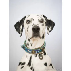 DWAM Halsband Boho Juan 21 DWAM Halsband Boho Juan -Huisdierbenodigdheden dwam halsband boho juan 132080 1000 none