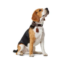 Hunter Halsband Cody 16 Hunter Halsband Cody -Huisdierbenodigdheden hunter halsband cody 116499 0500 none