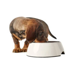 Hunter Melamine Voer- En Drinkbak - Wit 15 Hunter Melamine Voer- En Drinkbak - Wit -Huisdierbenodigdheden hunter melamine voer en drinkbak wit 169567 0500 none