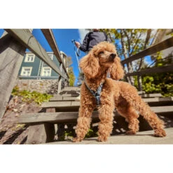 Hurtta Razzle Dazzle Y-Harness - Blackberry 15 Hurtta Razzle Dazzle Y-Harness - Blackberry -Huisdierbenodigdheden hurtta razzle dazzle harness blackberry 175972 2000 none