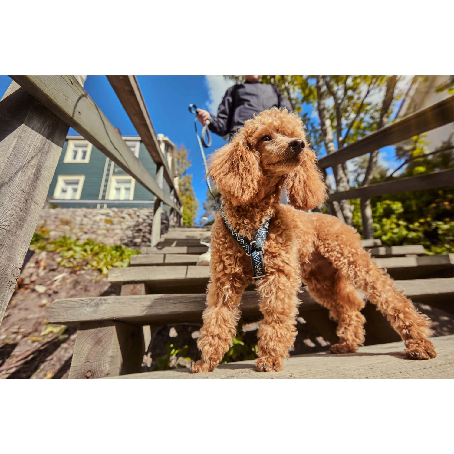 Hurtta Razzle Dazzle Y-Harness - Blackberry 8 Hurtta Razzle Dazzle Y-Harness - Blackberry - Afbeelding 8