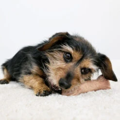 KONG ChewStix Ultra Stick -Huisdierbenodigdheden kong chewstix ultra stick 180856 1000 none