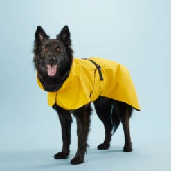 PAIKKA Visibility Raincoat Lite Yellow 10 PAIKKA Visibility Raincoat Lite Yellow -Huisdierbenodigdheden mW2Bw3791R8VnpD5P3PKMJkiXIFNZn metaUGFpa2thLVZpc2liaWxpdHktUmFpbmNvYXQtTGl0ZS1ZZWxsb3c0LmpwZw