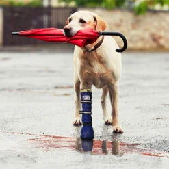 Medical Pet Shirt Boot -Huisdierbenodigdheden medical pets boot 167512 0500 none