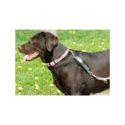PatentoPet Dog E-walk Basic -Huisdierbenodigdheden patentopet dog e walk basic 219310 0500 none
