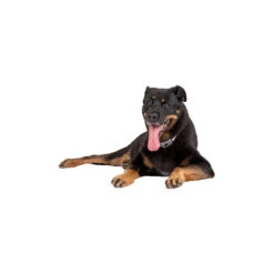 Pavlov Digitale Anti-blaf Halsband 11 Pavlov Digitale Anti-blaf Halsband -Huisdierbenodigdheden pavlov digitale anti blaf halsband 221909 1000 none