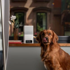 Petcube Bites 2 Lite -Huisdierbenodigdheden petcube bites 2 lite 221205 0500 none