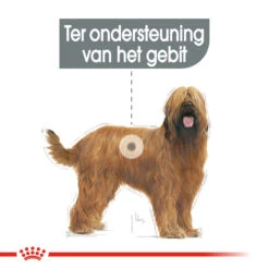 Royal Canin Maxi Dental Care - Hondenvoer -Huisdierbenodigdheden royal canin dental care maxi hondenvoer 130868 1000 none
