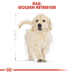 Royal Canin Golden Retriever Puppy - Hondenvoer -Huisdierbenodigdheden royal canin golden retriever puppy hondenvoer 138964 1000 none