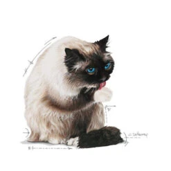 Royal Canin Hairball Care In Jelly - Kattenvoer -Huisdierbenodigdheden royal canin hairball care in jelly kattenvoer 224004 0500 none