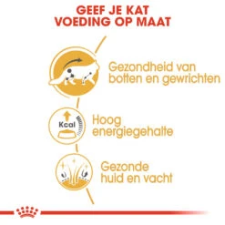 Royal Canin Maine Coon Adult Wet - Kattenvoer -Huisdierbenodigdheden royal canin maine coon adult wet kattenvoer 126032 1000 none