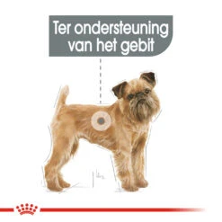 Royal Canin Mini Dental Care - Hondenvoer -Huisdierbenodigdheden royal canin mini dental care hondenvoer 130991 1000 none
