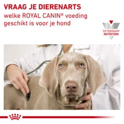 Royal Canin Urinary S/O Ageing 7+ Hond 22 Royal Canin Urinary S/O Ageing 7+ Hond -Huisdierbenodigdheden royal canin urinary so ageing 7 hond 153748 1000 none