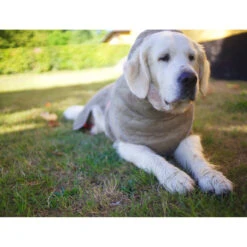 Siccaro WetDog SupremePro 2.0 -Huisdierbenodigdheden siccaro wetdog supremepro 20 216998 2000 none