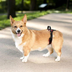 PetSafe Carelift - Draagsysteem Voor De Hond -Huisdierbenodigdheden solvit carelift draagsysteem voor de hond 163711 0500 none