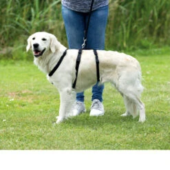 Trixie Stay Hondentuig -Huisdierbenodigdheden trixie stay hondentuig 95231 0500 none