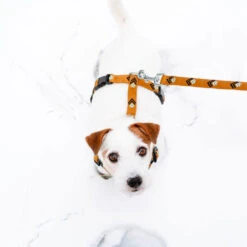 Woolly Wolf Sea To Summit Hondenriem -Huisdierbenodigdheden woolly wolf sea to summit hondenriem 194837 1000 none