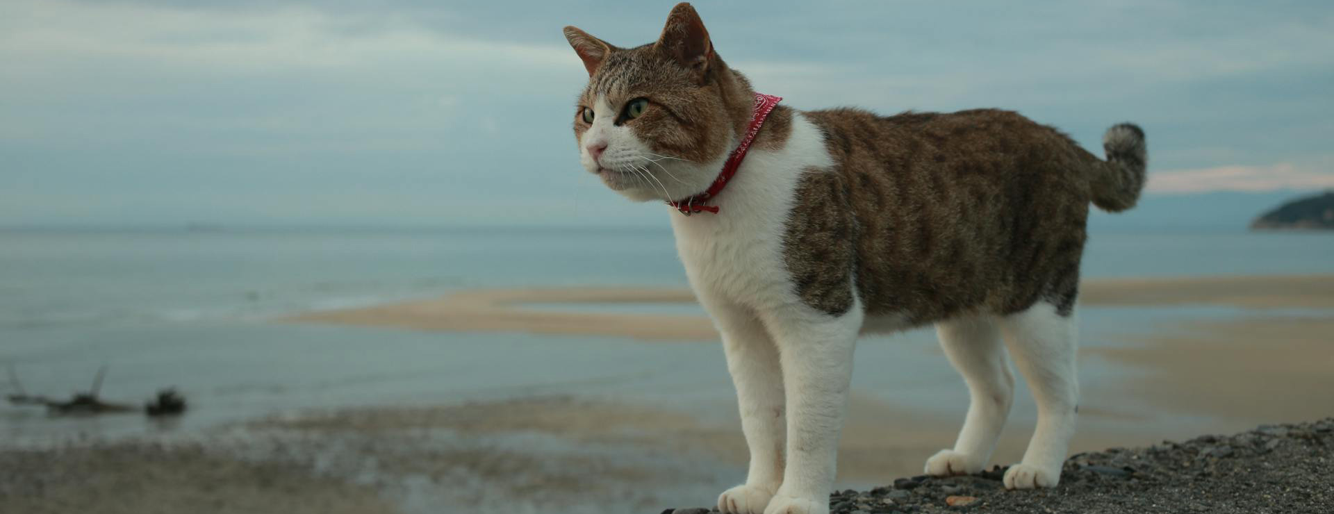 Huisdierbenodigdheden 3 Huisdierbenodigdheden -Huisdierbenodigdheden pexels akihiromatsuda 9707928