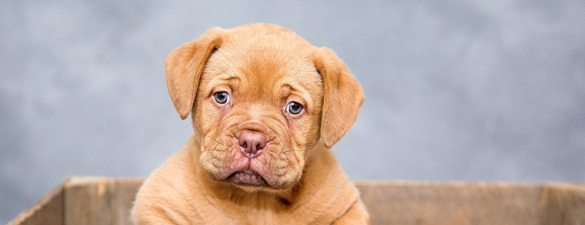 Huisdierbenodigdheden 1 Huisdierbenodigdheden -Huisdierbenodigdheden puppy 1047521 1920